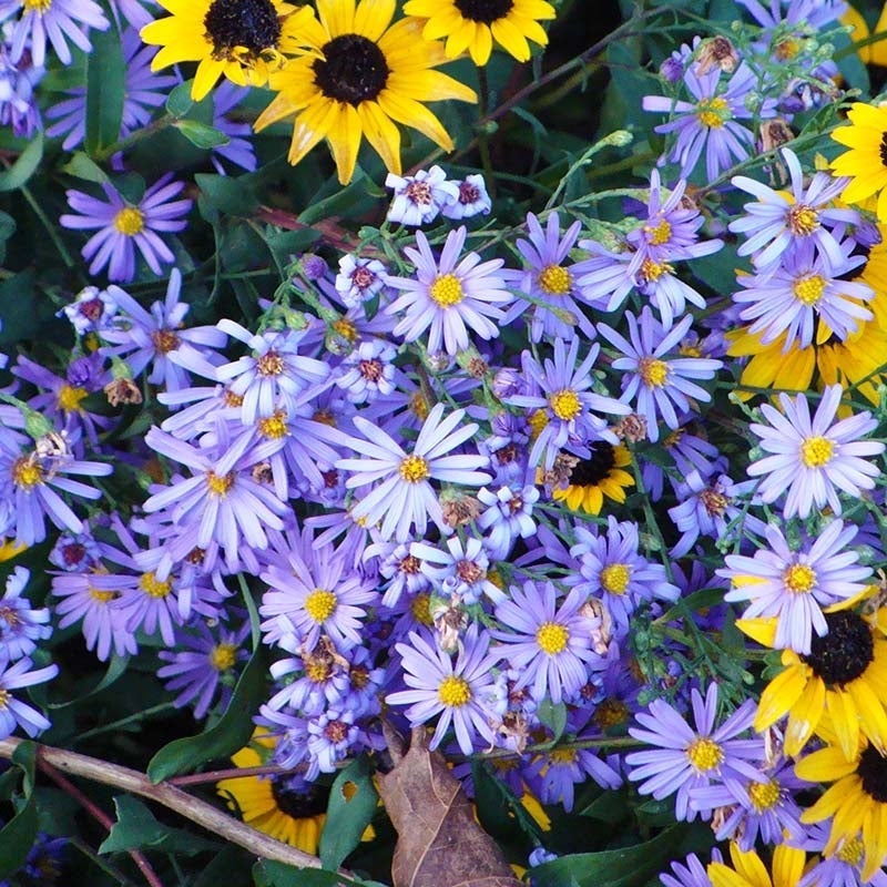 🌼 Superstar Aster Collection: Late Summer to Fall Beauty