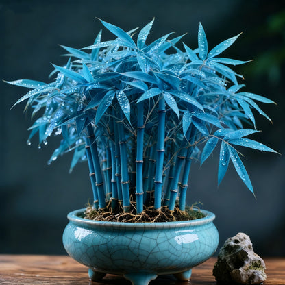 🌿 DreamBamboo Bulbs— Multi-Color Lucky Bamboo Cypress