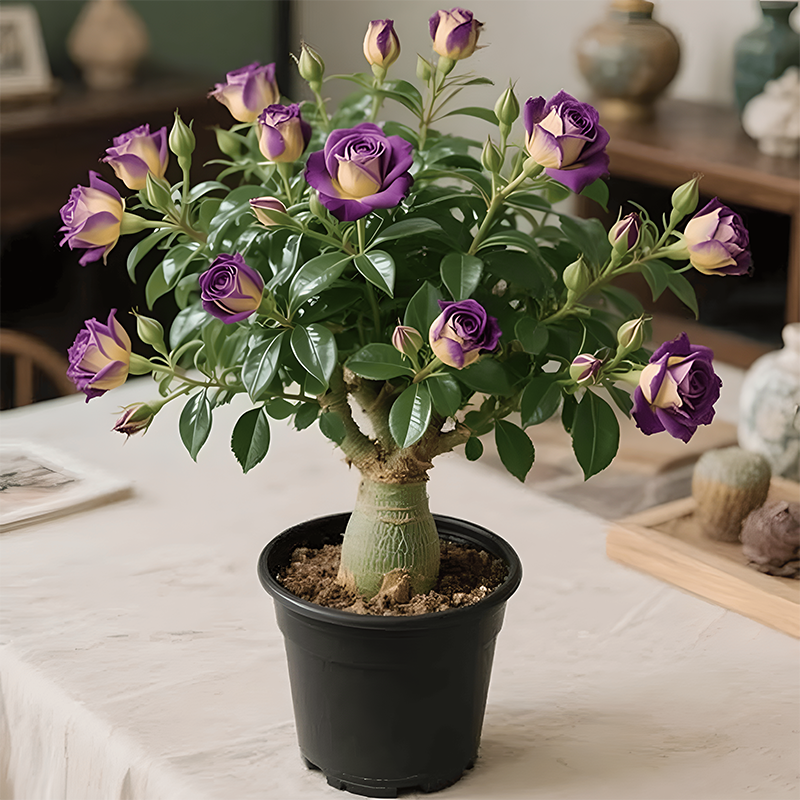 🌵🌺Premium Rare Desert Rose Bulbs
