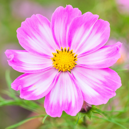 🌺Cosmos - Blooming Means Happiness And Luck