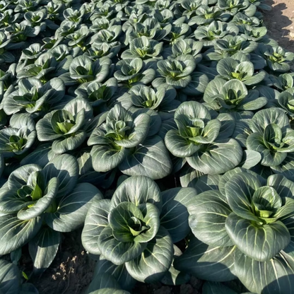 Black-leaf Bok Choy Seeds