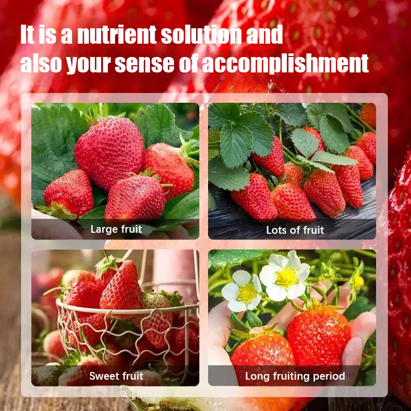 Strawberry-Specific No-Dilution Nutrient Solution 🍓🌿
