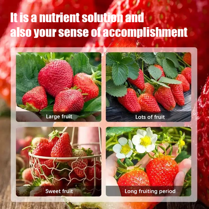 Strawberry-Specific No-Dilution Nutrient Solution 🍓🌿
