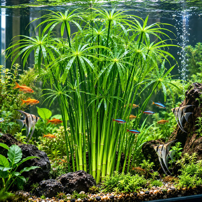 🌿Water Bamboo Bulbs-Hydroponic Umbrella Plant – Natural Water Purifier for Aquariums, Turtle Tanks & Ponds