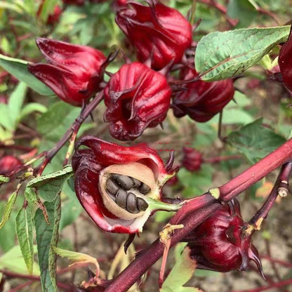 Roselle Ribena Seeds