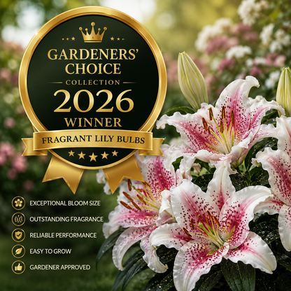 🌸 Giant Fragrant Lily Bulbs-Grow The Most Elegant Flowers In Your Garden