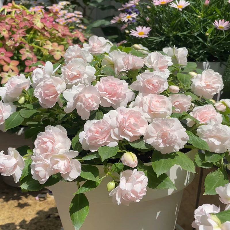 🌸Double Impatiens Seeds