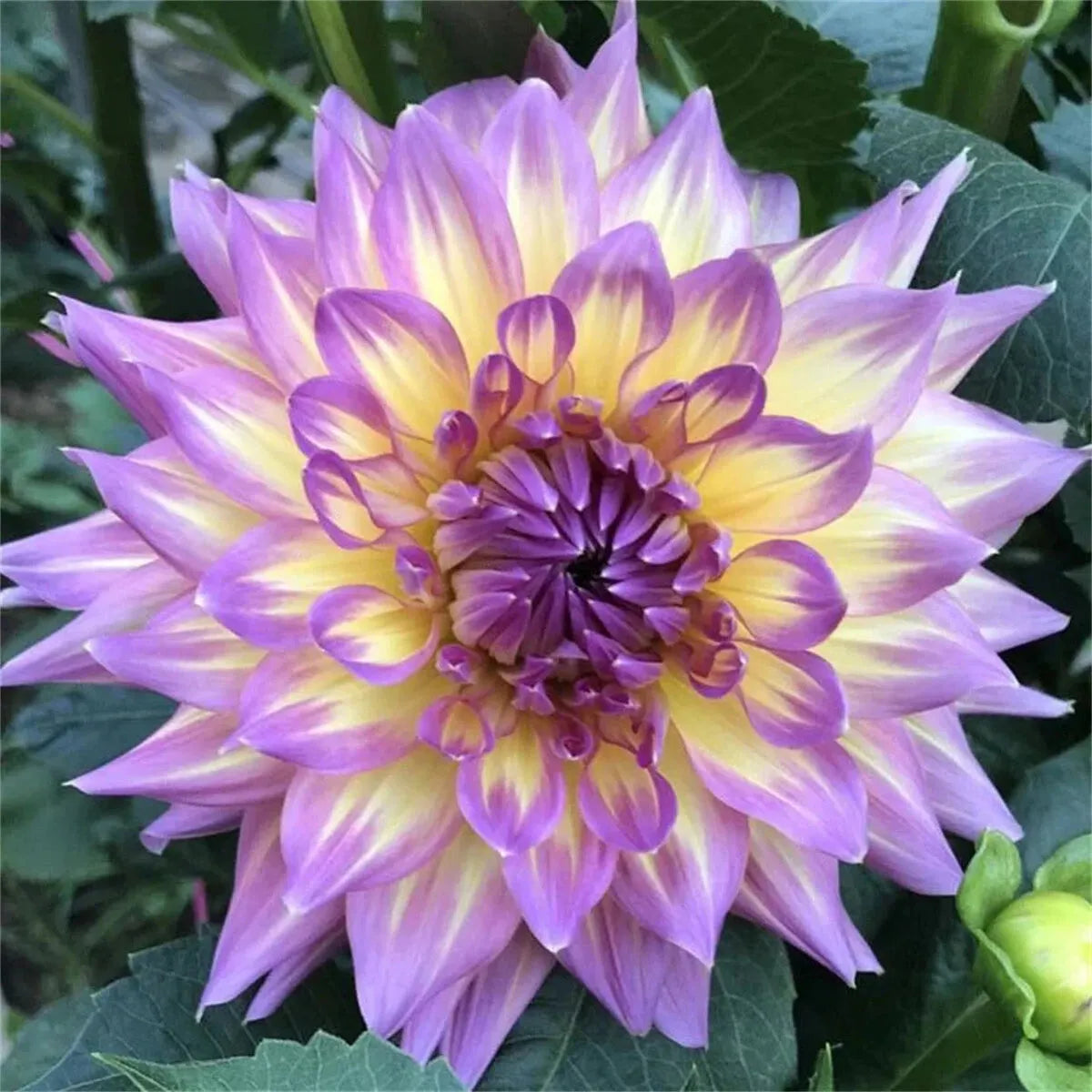 🌺 Rare Double Dahlia Bulbs – Stunning Full Blooms for Your Garden