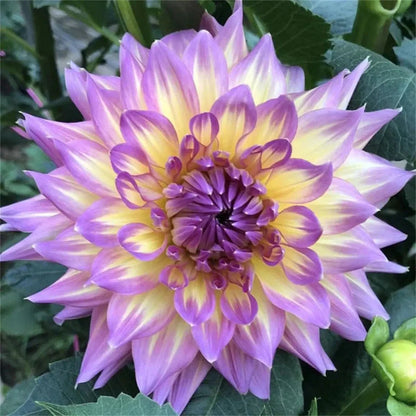 🌺 Rare Double Dahlia Bulbs – Stunning Full Blooms for Your Garden