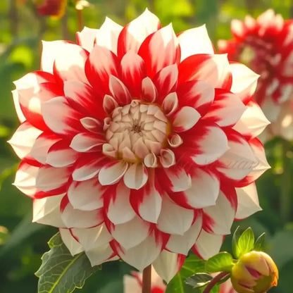 🌺 Rare Double Dahlia Bulbs – Stunning Full Blooms for Your Garden