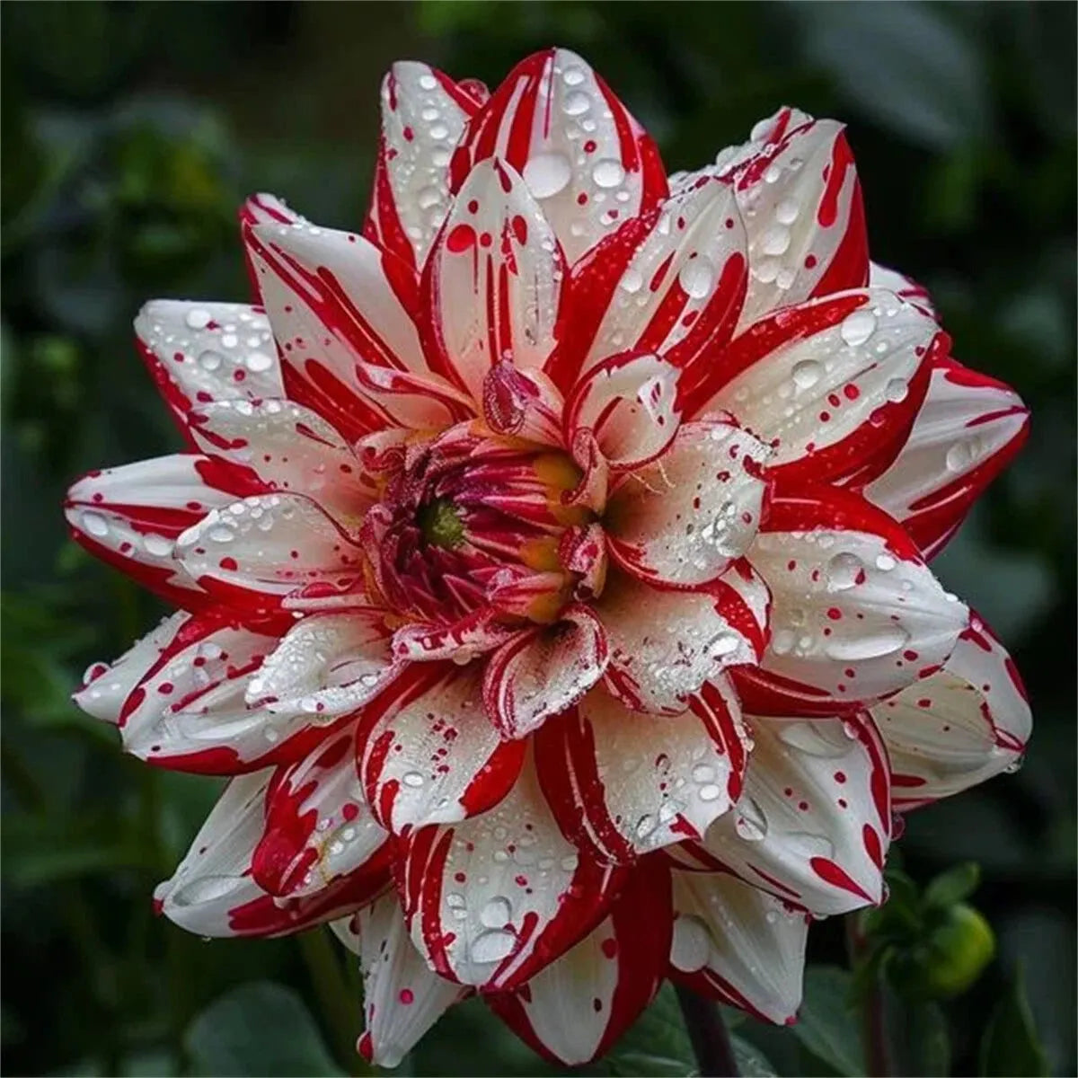 🌺 Rare Double Dahlia Bulbs – Stunning Full Blooms for Your Garden
