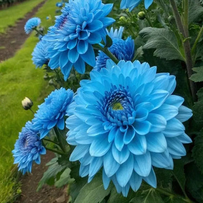 🌺 Rare Double Dahlia Bulbs – Stunning Full Blooms for Your Garden