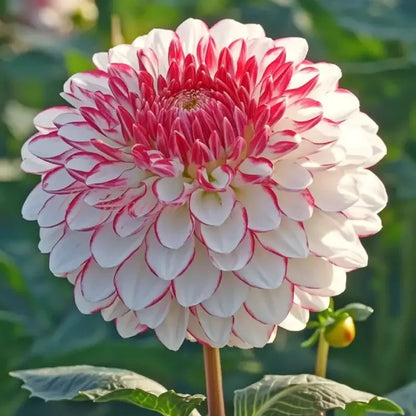 🌺 Rare Double Dahlia Bulbs – Stunning Full Blooms for Your Garden