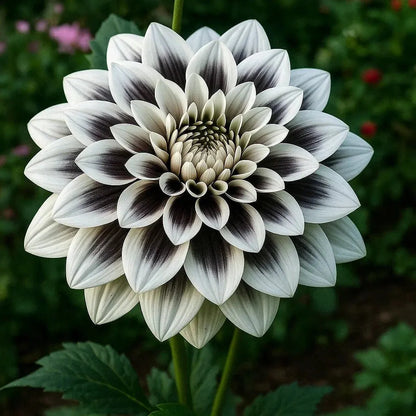 🌺 Rare Double Dahlia Bulbs – Stunning Full Blooms for Your Garden