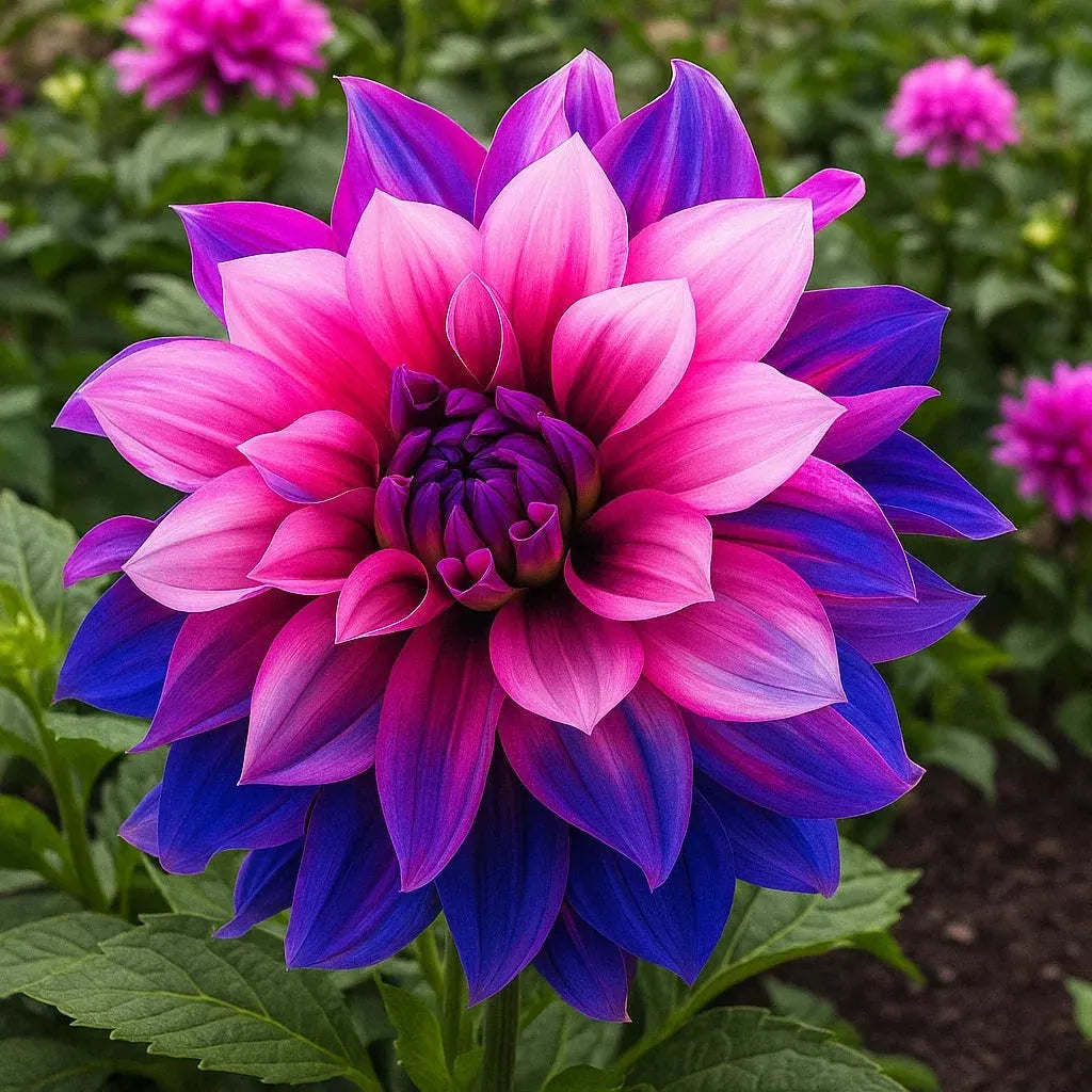 🌺 Rare Double Dahlia Bulbs – Stunning Full Blooms for Your Garden