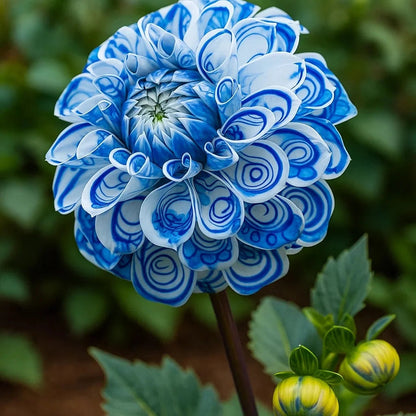 🌺 Rare Double Dahlia Bulbs – Stunning Full Blooms for Your Garden