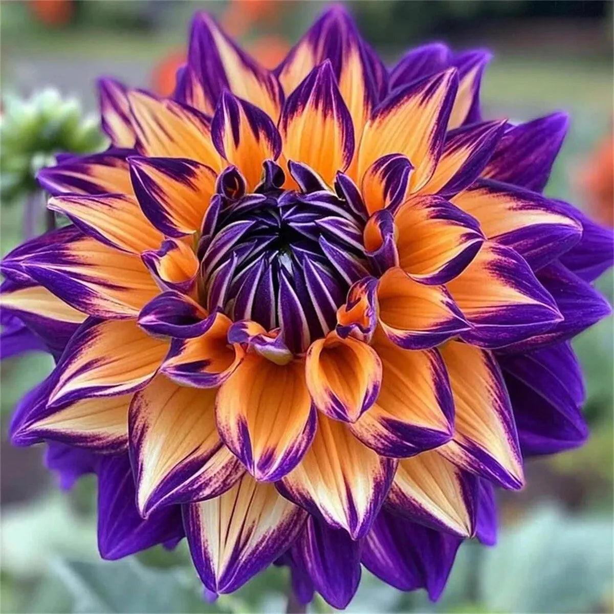 🌺 Rare Double Dahlia Bulbs – Stunning Full Blooms for Your Garden