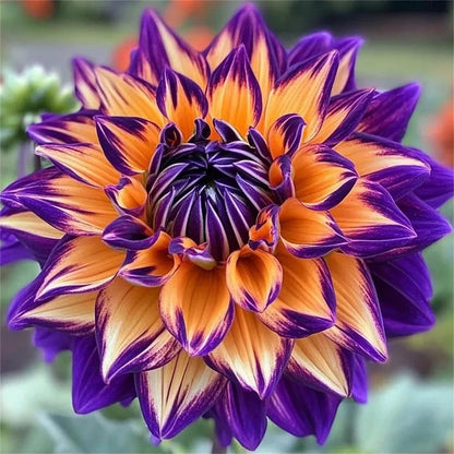 🌺 Rare Double Dahlia Bulbs – Stunning Full Blooms for Your Garden