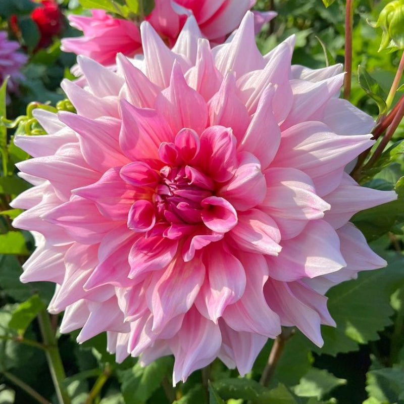 🌺 Rare Double Dahlia Bulbs – Stunning Full Blooms for Your Garden