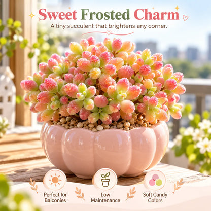 💎 Rice Crystal Succulent – Tiny Diamonds, Blush-Red Beauty 💎