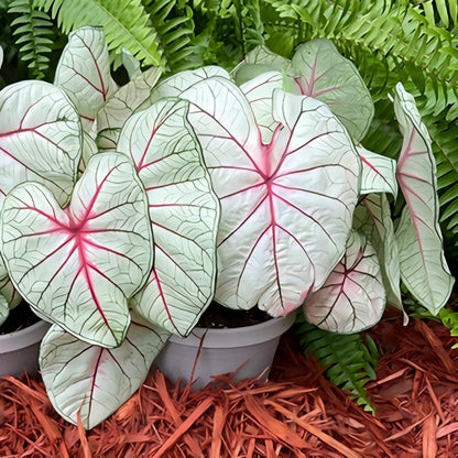 Premium Pink Caladium Bulbs – Easy Grow Indoor/Outdoor