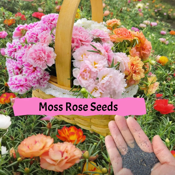 🌹Moss Rose—Immortal Flower