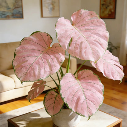 🌿Get Your Monstera Bulbs Today 🌿Effortless Green Living.