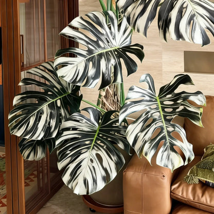 🌿Get Your Monstera Bulbs Today 🌿Effortless Green Living.