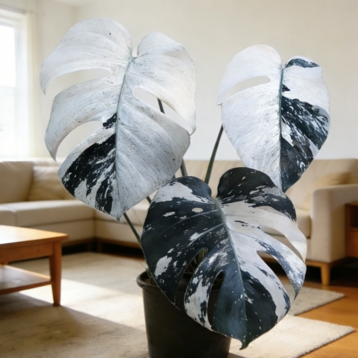 🌿Get Your Monstera Bulbs Today 🌿Effortless Green Living.