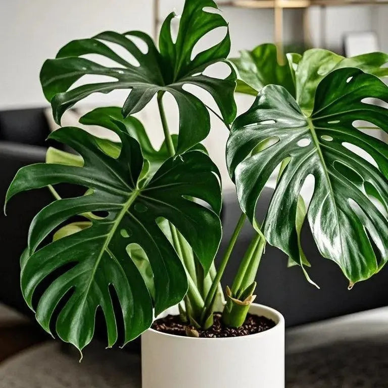 🌿Get Your Monstera Bulbs Today 🌿Effortless Green Living.