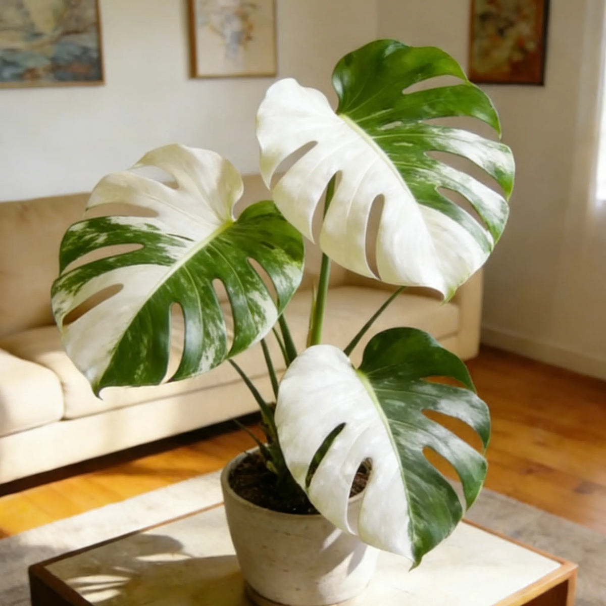 🌿Get Your Monstera Bulbs Today 🌿Effortless Green Living.