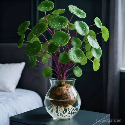 🎈🪴Red rattan Stephania Erecta Bulbs: The strongest houseplant for lazy people🌿