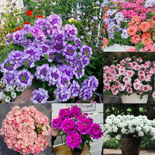 💐Garden Verbena Seeds