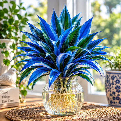 🌿 Rare Colorful Water Plant Bulbs – No Soil Needed, Easy to Grow