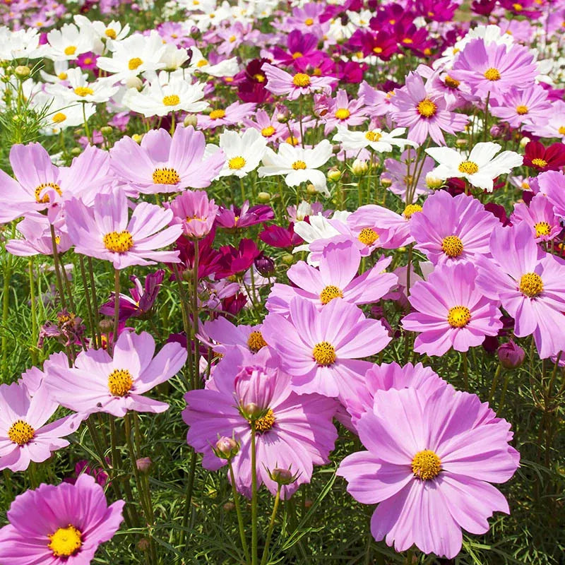 🌺Cosmos - Blooming Means Happiness And Luck
