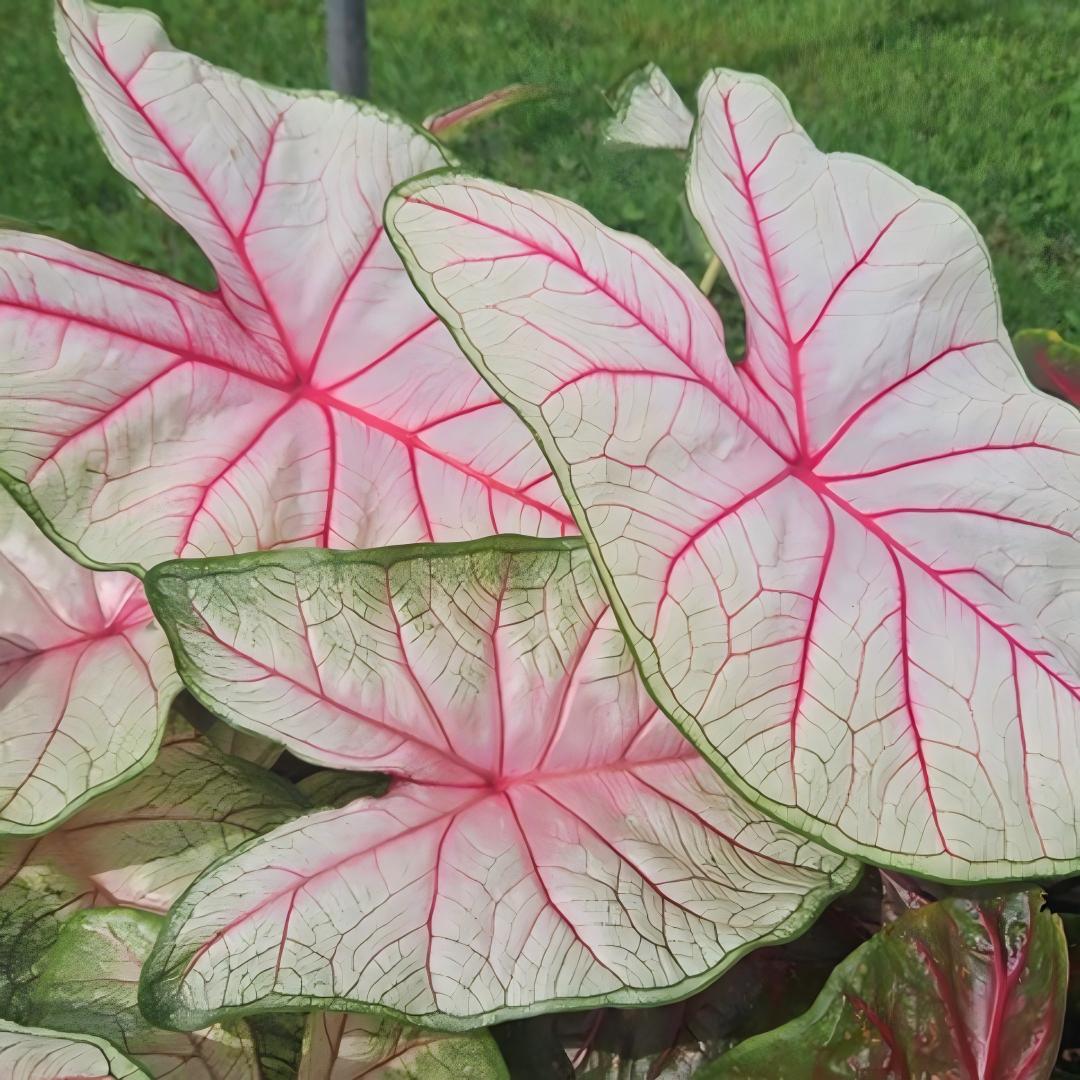 Premium Pink Caladium Bulbs – Easy Grow Indoor/Outdoor