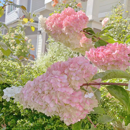 Panicle Hydrangea Flowers Seeds 💞 Plants Home Garden Flower Seeds