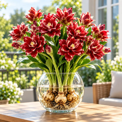 🌷 Siam Tulip – Ginger Roots, Tropical Blooms! ✨ Curcuma alismatifolia Gagnep