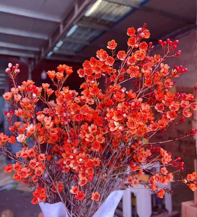 Australian Wintersweet Seeds