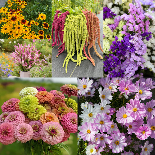 Everything You Can Direct Sow Outside in June