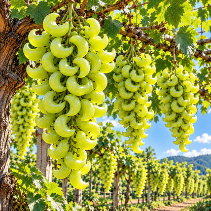 🍇 Rare Crescent Moon Grapes – Grow Stunning Moon-Shaped Grapes at Home!