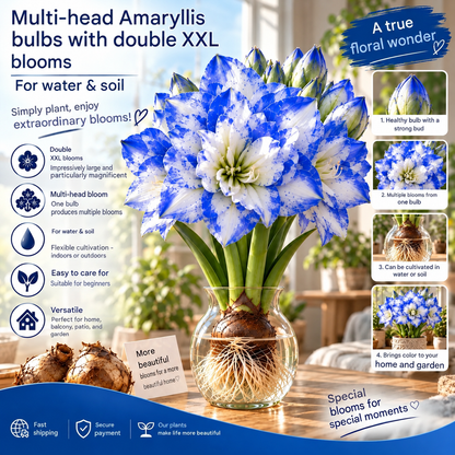 🌺 Multi-headed amaryllis bulbs with double XXL flowers – for water and soil