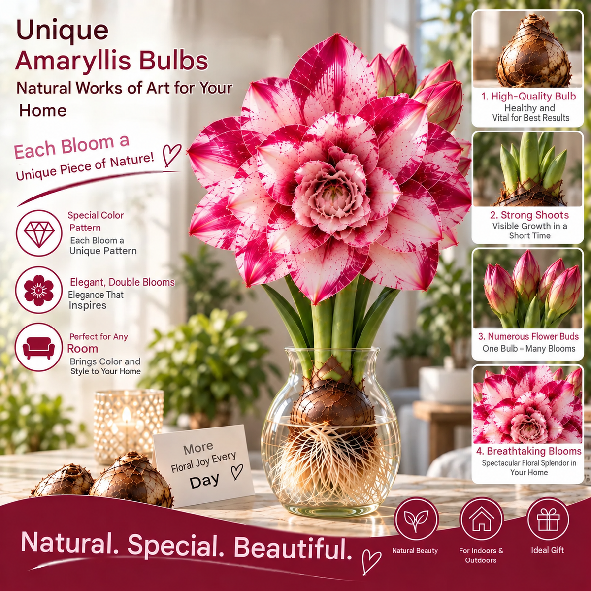🌺 Multi-headed amaryllis bulbs with double XXL flowers – for water and soil