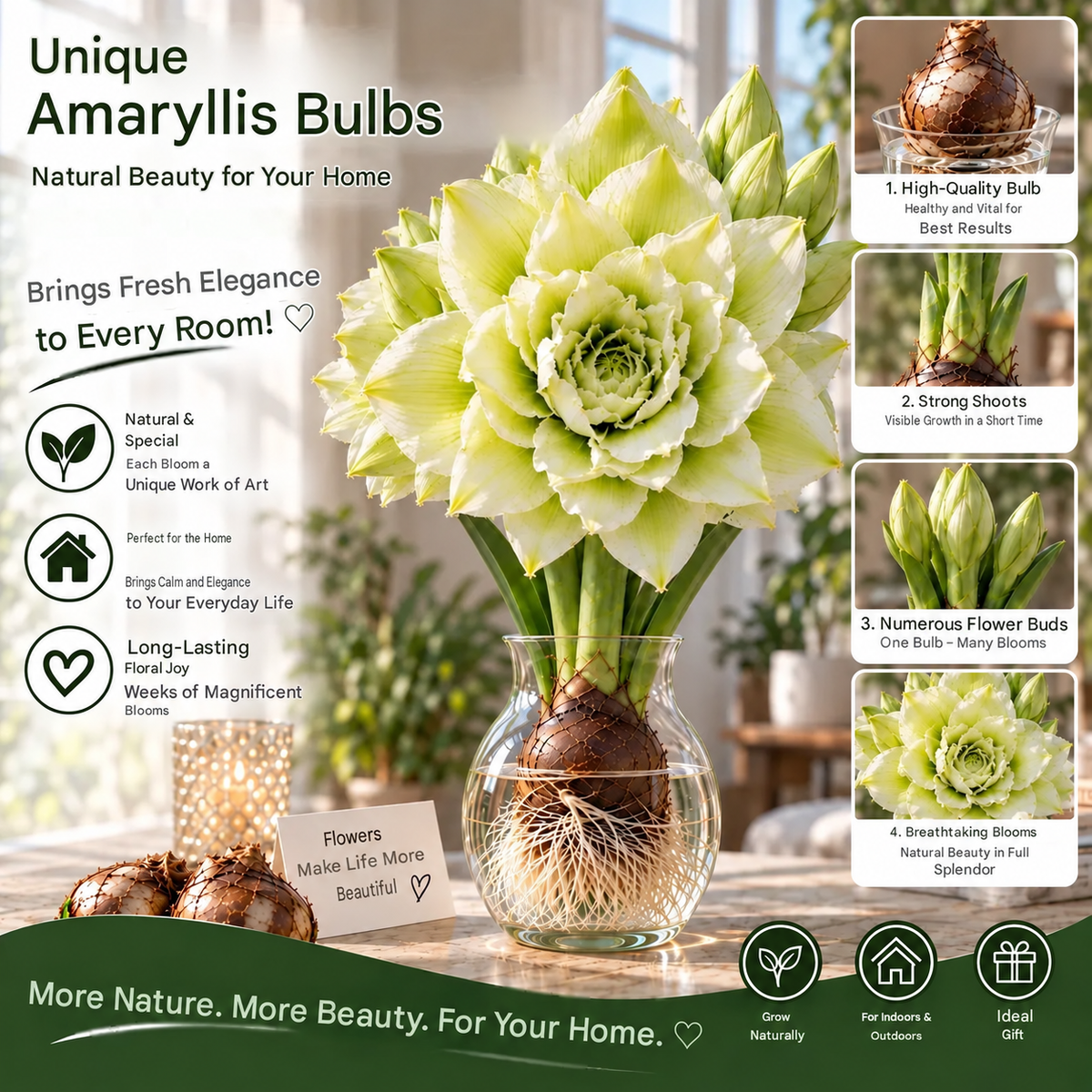 🌺 Multi-headed amaryllis bulbs with double XXL flowers – for water and soil