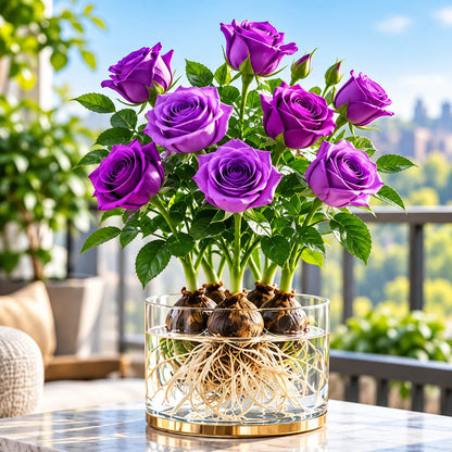✨Hydroponic Rose Bulbs -Enchanting Fragrant🌹Can be grown in water or soil