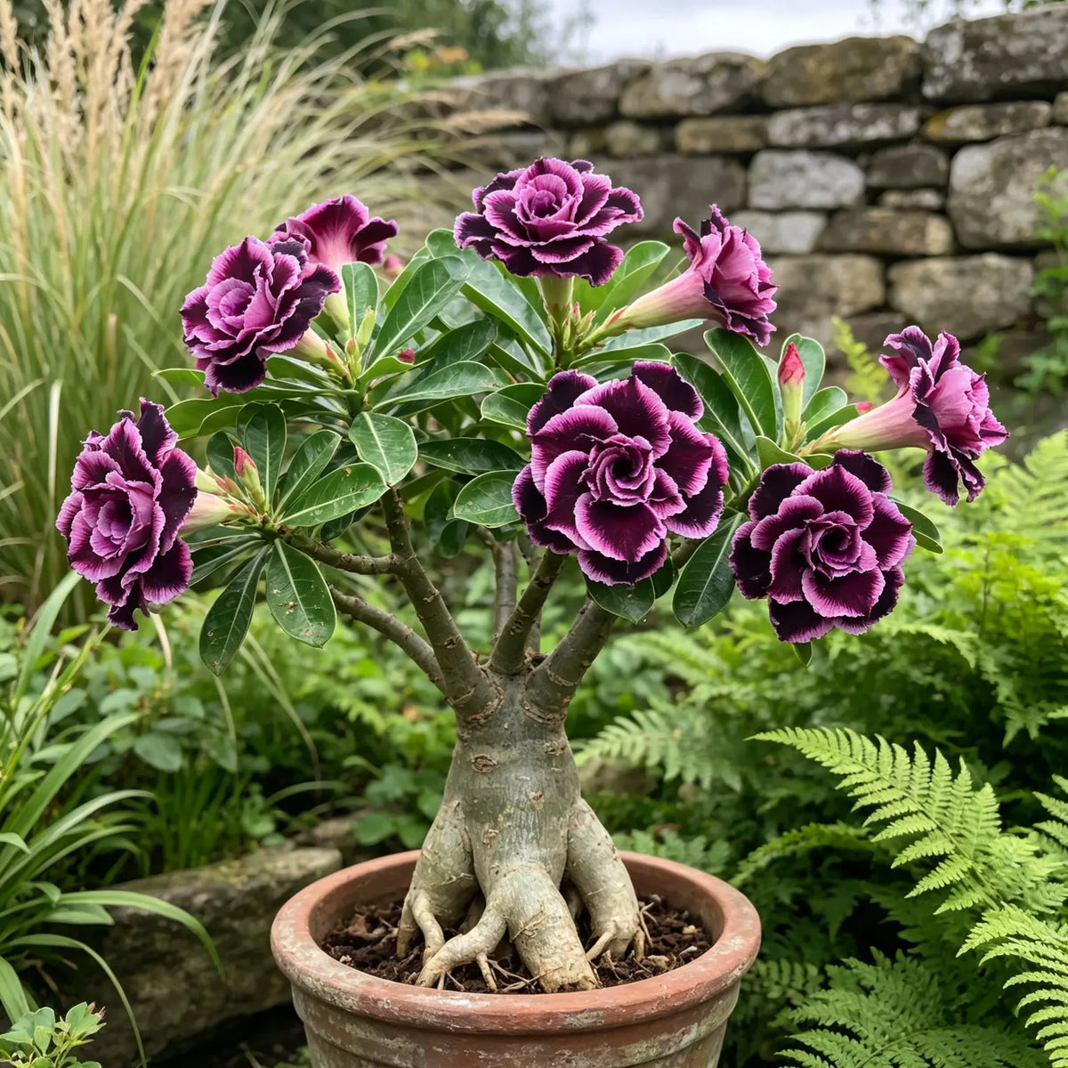 🎁Desert Rose Bulbs🌵Super easy care! 🌸 Adenium Obesum Bulbs