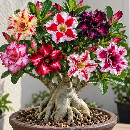 🎁Desert Rose Bulbs🌵Super easy care! 🌸 Adenium Obesum Bulbs
