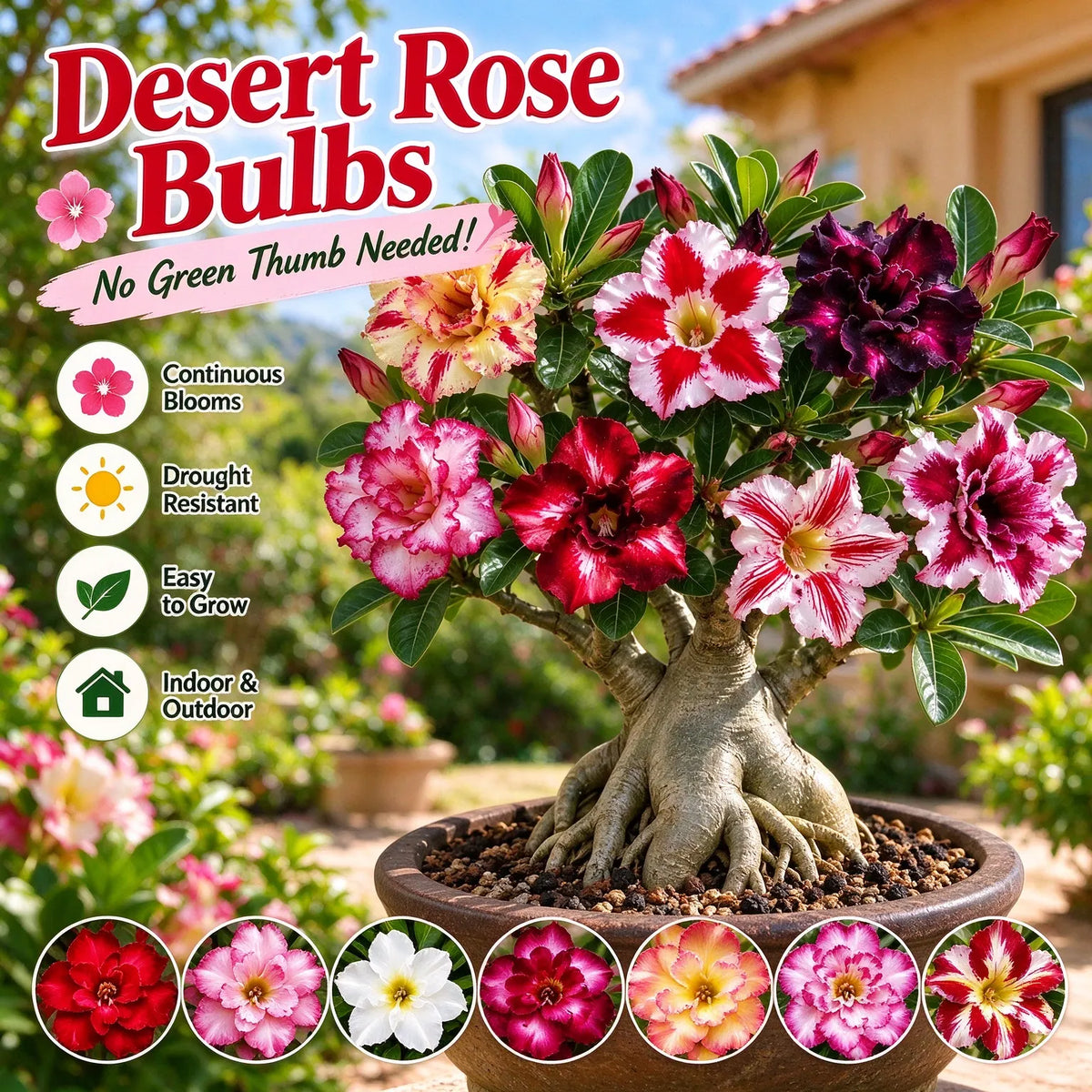 🎁Desert Rose Bulbs🌵Super easy care! 🌸 Adenium Obesum Bulbs