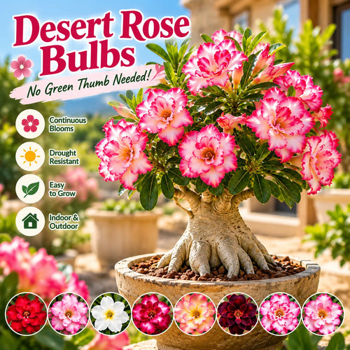 🎁Desert Rose Bulbs🌵Super easy care! 🌸 Adenium Obesum Bulbs