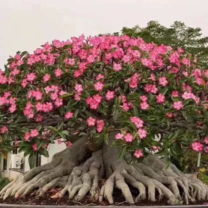 🎁Desert Rose Bulbs🌵Super easy care! 🌸 Adenium Obesum Bulbs
